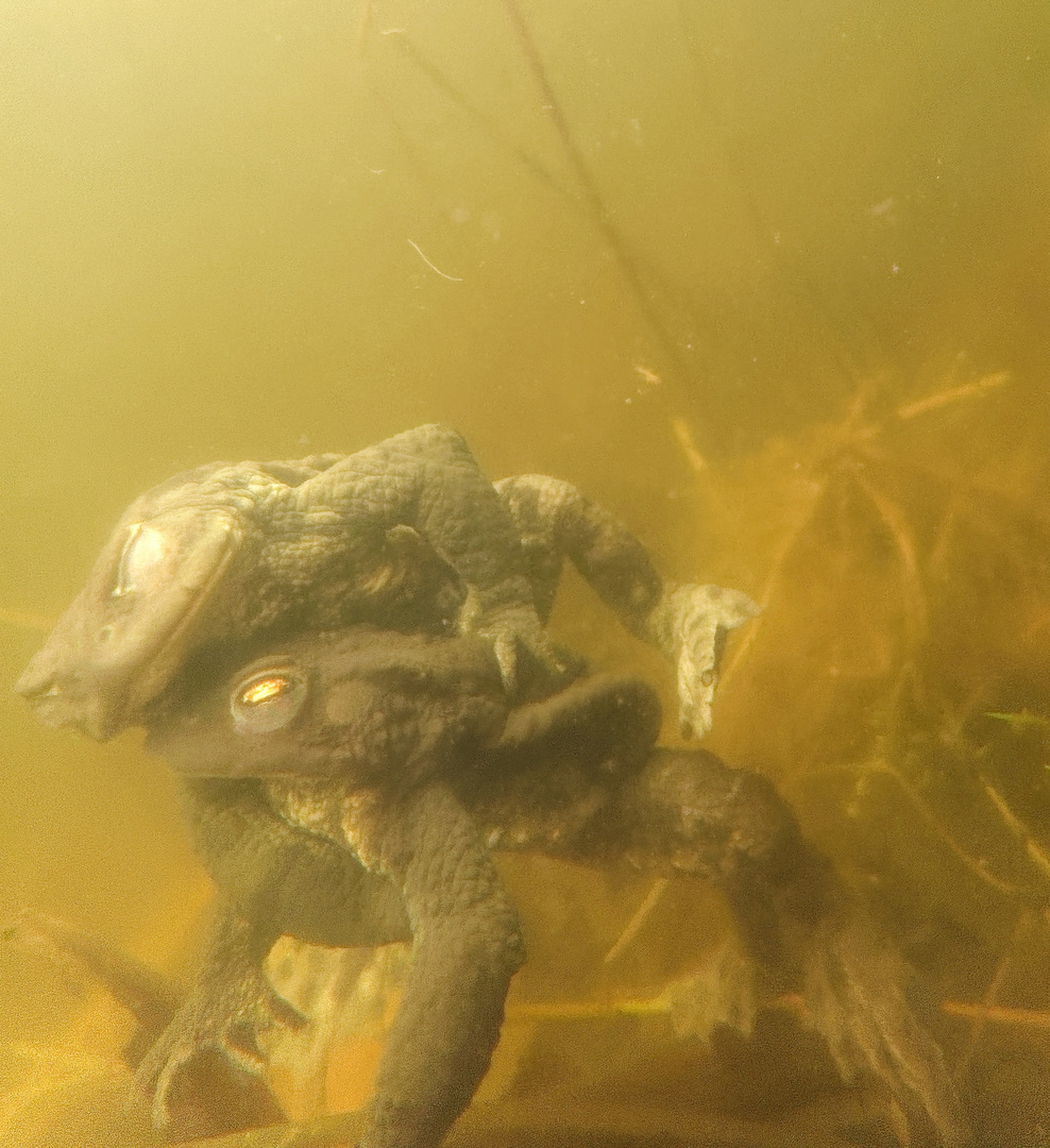 Bufo bufo - die Erdkröte in voller Aktion