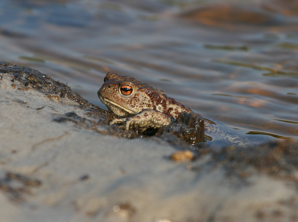 Bufo bufo