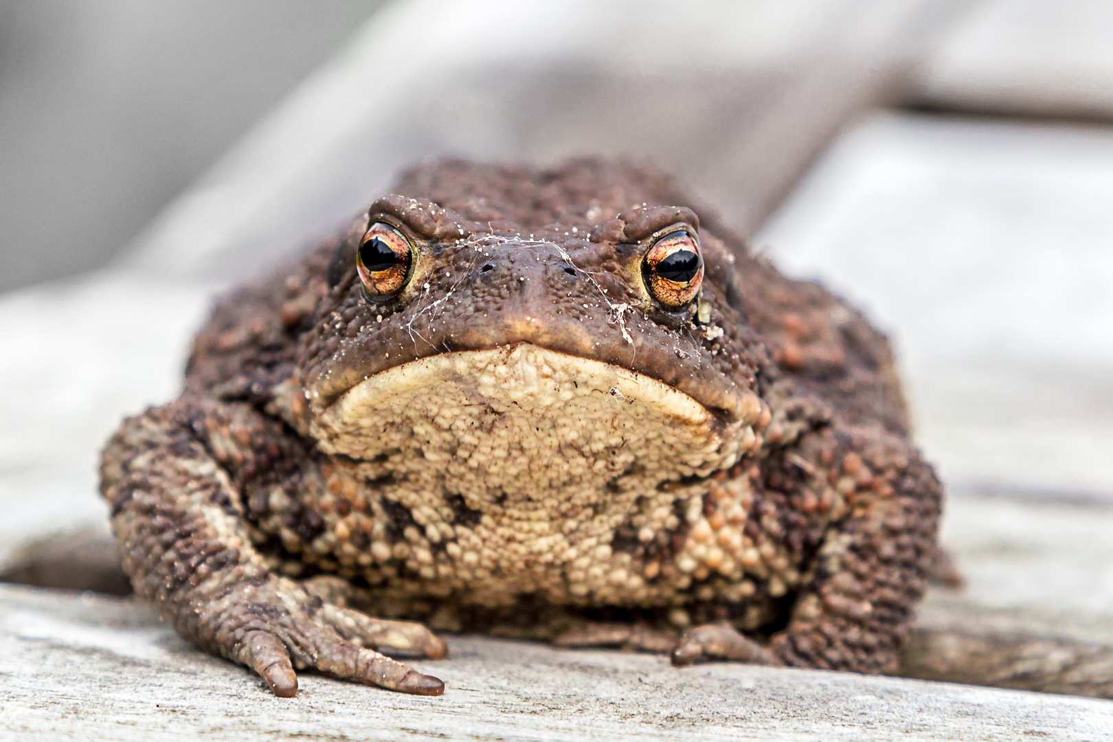 Bufo bufo - Erdkröte