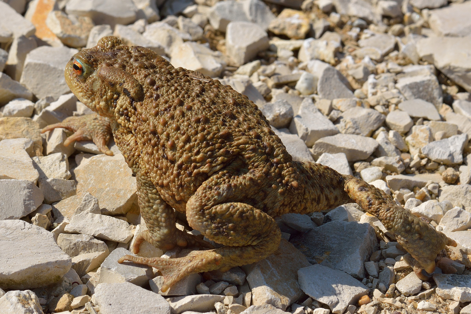 Bufo bufo, Erdkröte