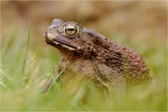 Bufo-Bufo ist wieder unterwegs....