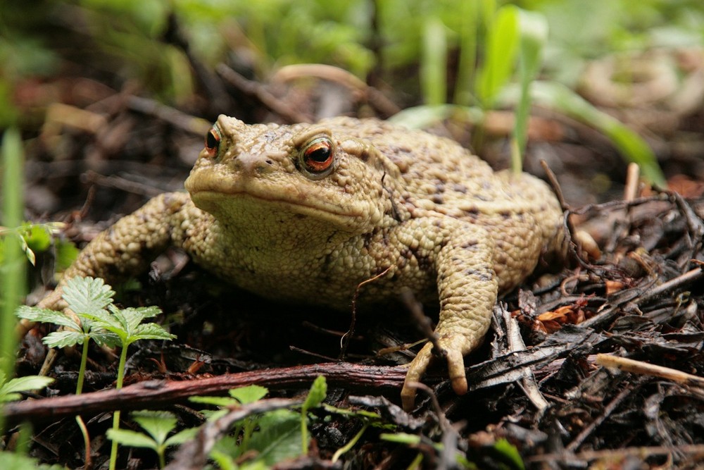 Bufo Bufo Kröte