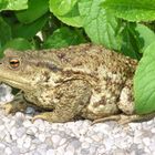 Bufo-bufo oder: küss mich und ich werde zum Prinz