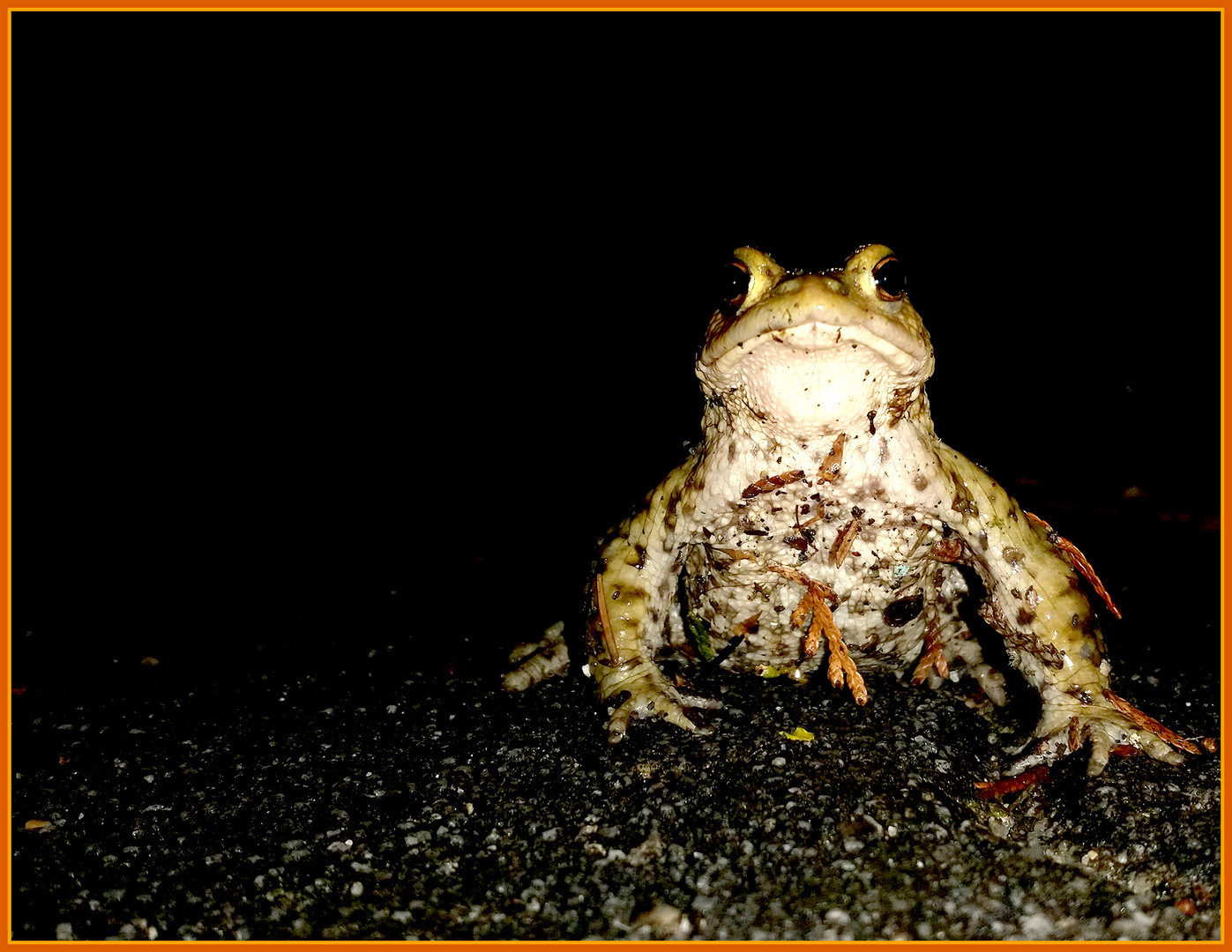 Bufo Bufo Perspektive