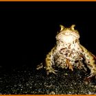 Bufo Bufo Perspektive