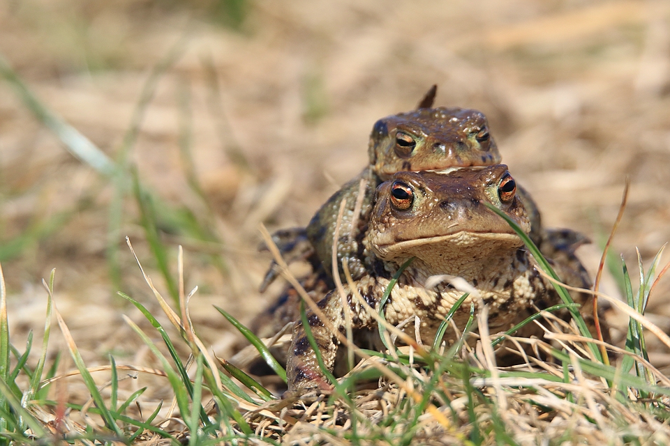 Bufo bufo und Bufo bufo