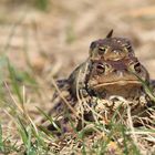 Bufo bufo und Bufo bufo