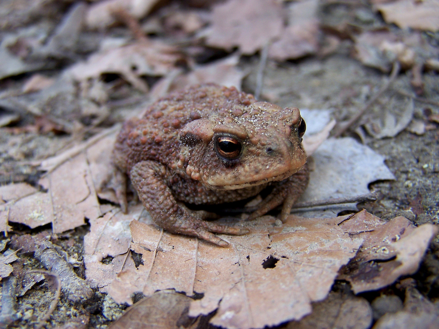 Bufo Bufo- verkannte Schönheit