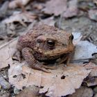 Bufo Bufo- verkannte Schönheit