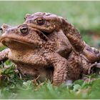 bufo bufo.......oder: liebe ist.....