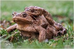 bufo bufo.......oder: liebe ist.....