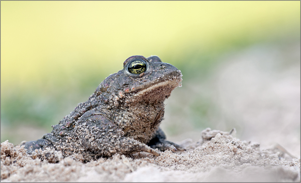 "Bufo calamita"