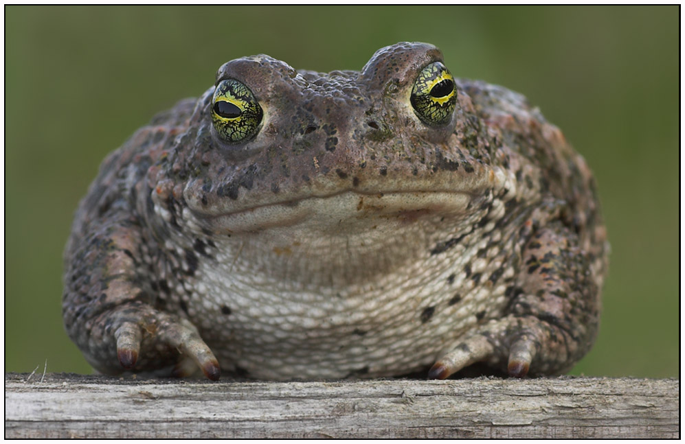 ~Bufo calamita~