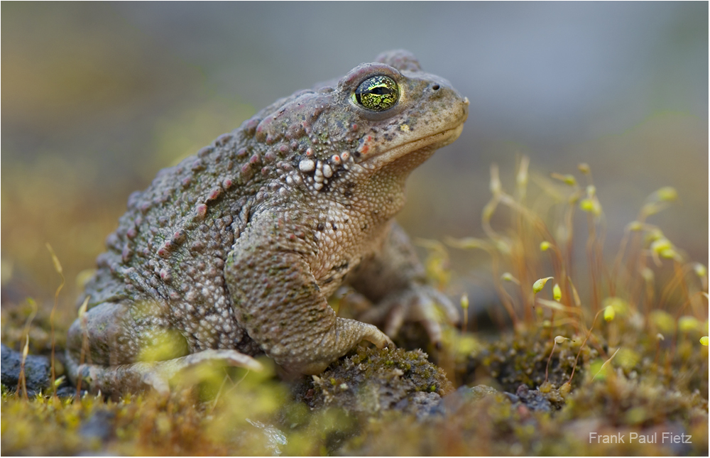 Bufo calamita | Die Kreuzkröte