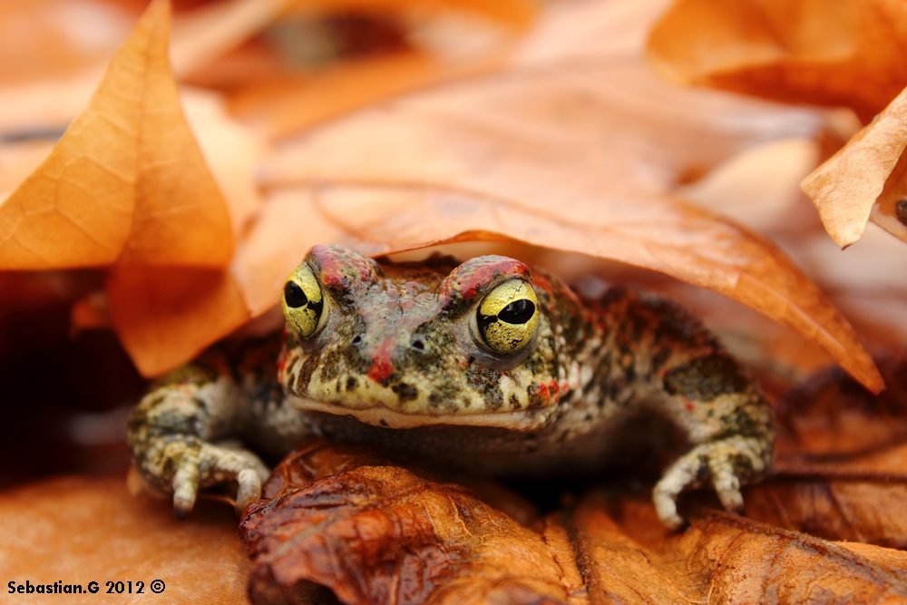 Bufo calamita - Sapo corredor