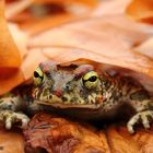 Bufo calamita - Sapo corredor