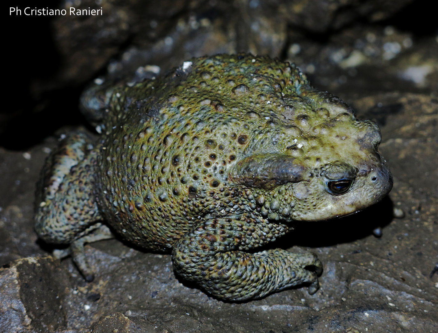 Bufo. Grotta di Monte Vecchio