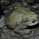 Bufo. Grotta di Monte Vecchio