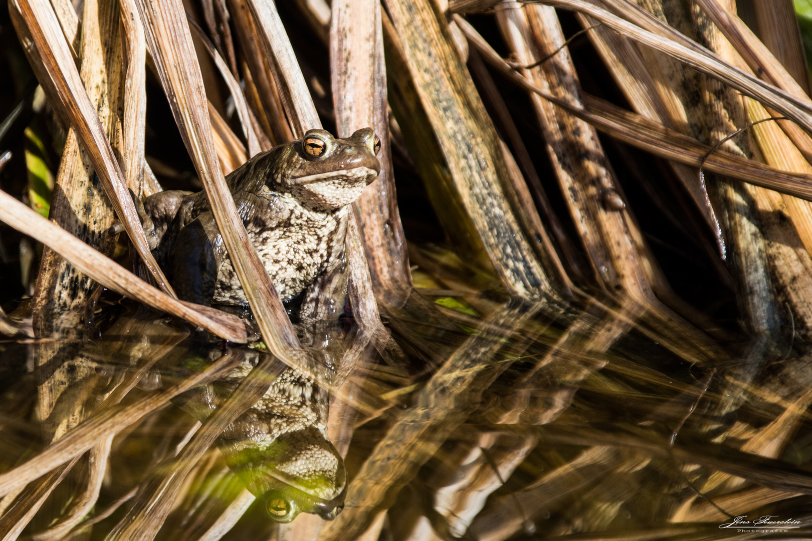 Bufo im Gartenteich