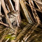 Bufo im Gartenteich