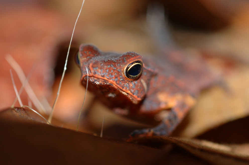 Bufo margaritifer - Leaf toad