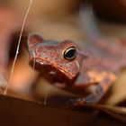 Bufo margaritifer - Leaf toad