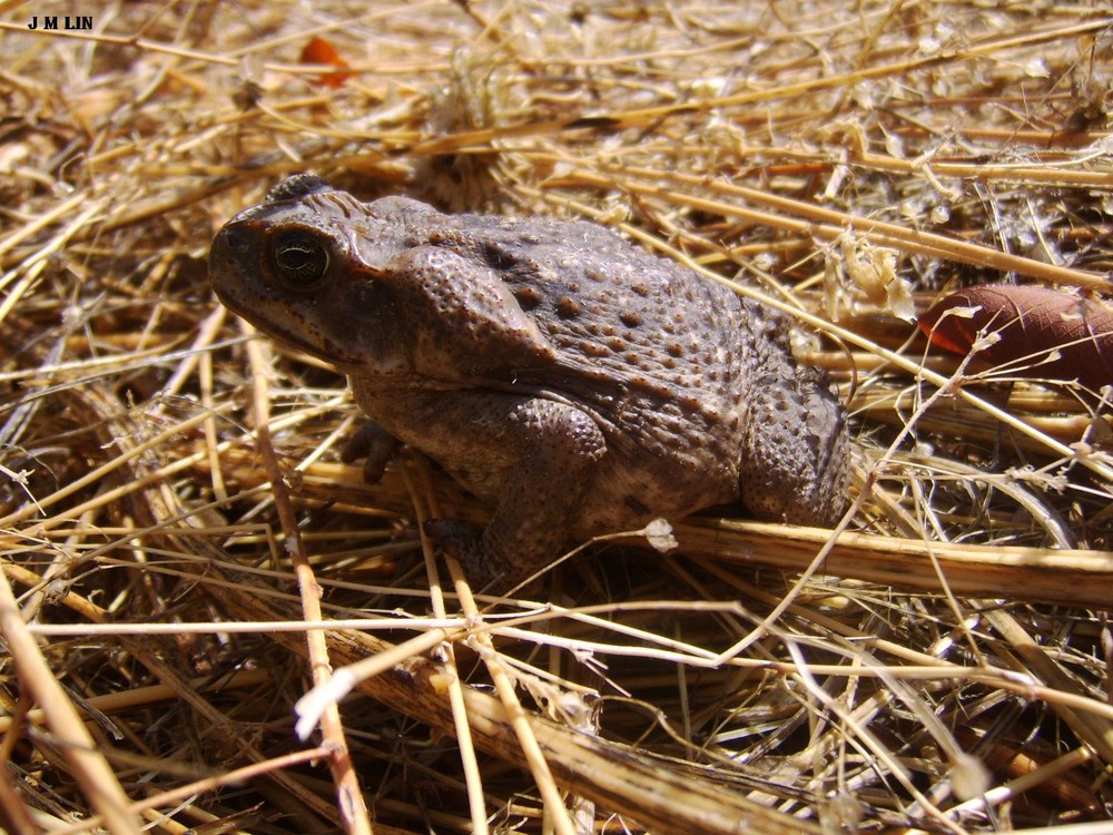 bufo marinus