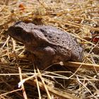 bufo marinus