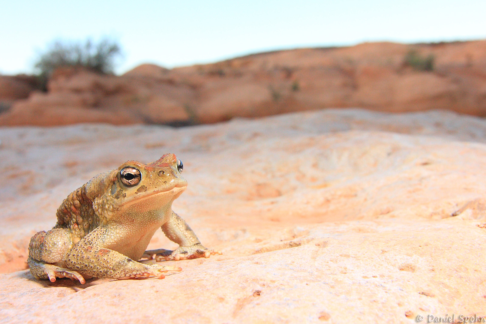 Bufo mauritanicus - Berberkröte | Marokko 2011