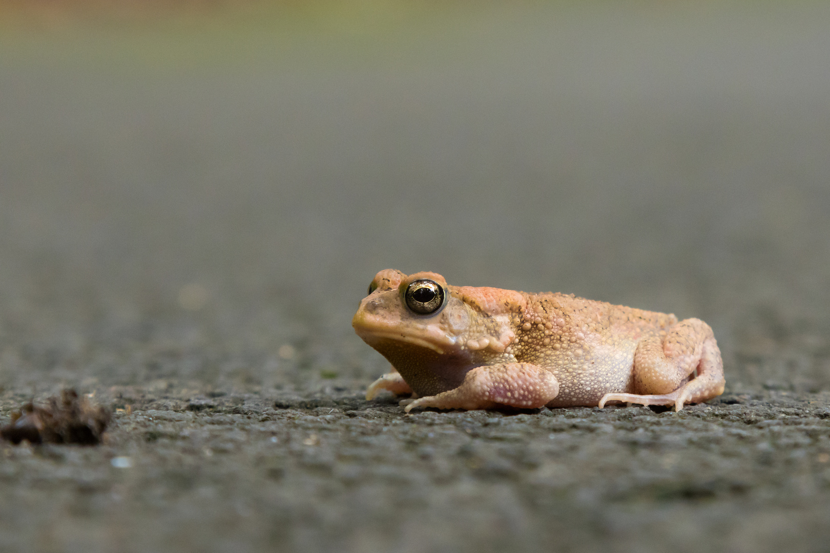 Bufo Maurritanicus_Berberkröte