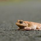 Bufo Maurritanicus_Berberkröte