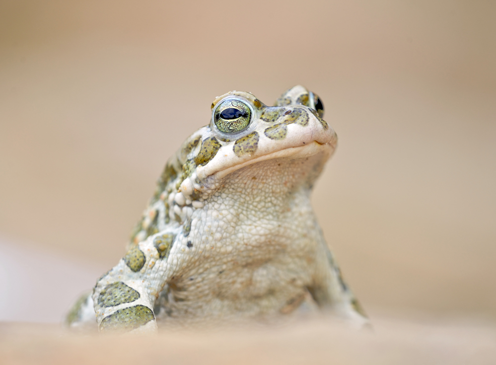 Bufo viridis