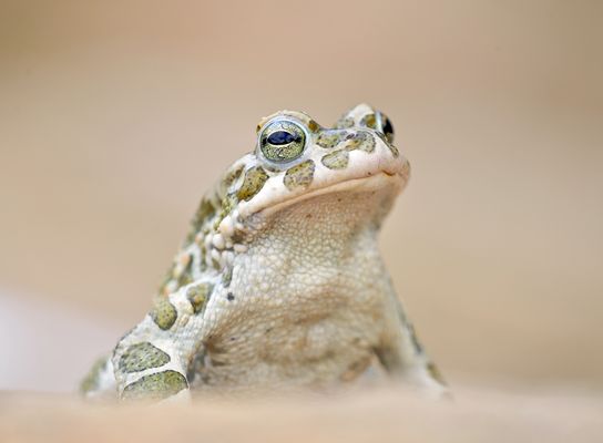 Bufo viridis