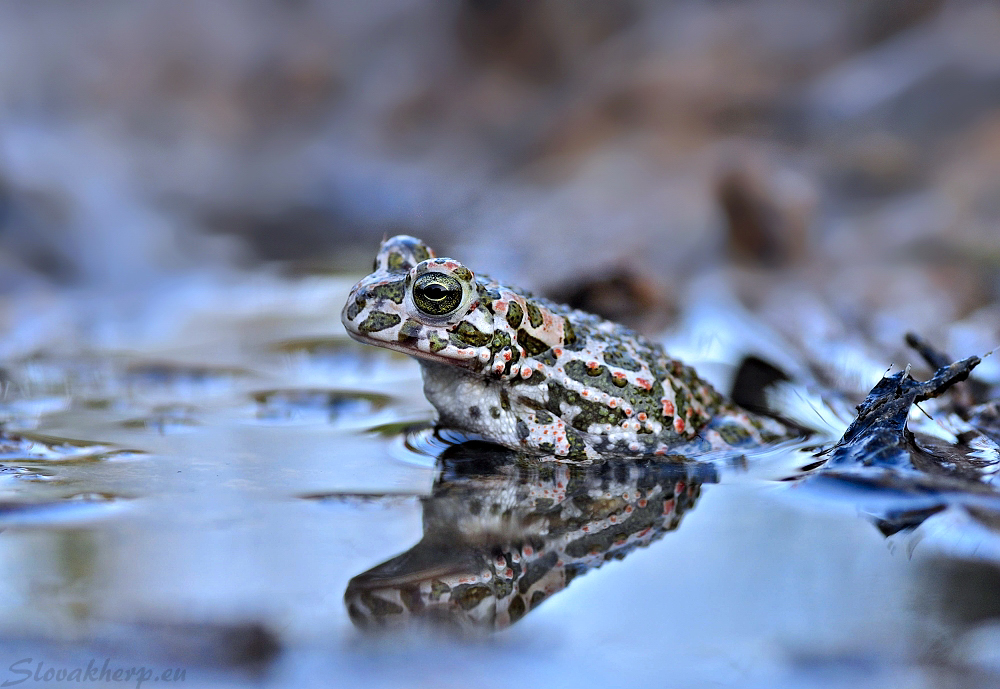 Bufo viridis