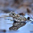 Bufo viridis