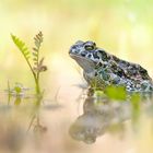 "Bufo viridis"