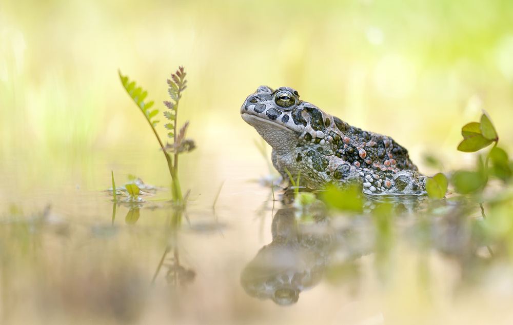 "Bufo viridis"