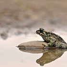 Bufo viridis