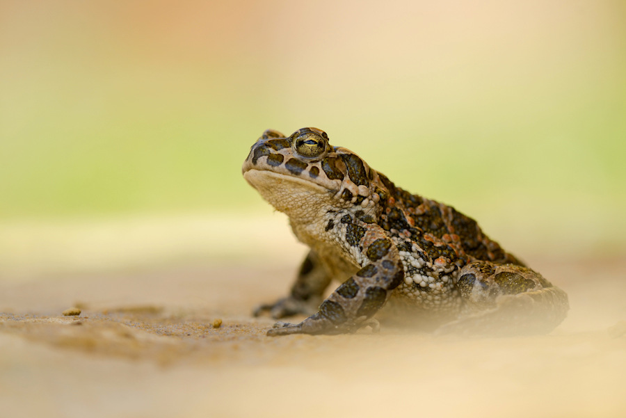 Bufo viridis