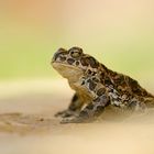 Bufo viridis