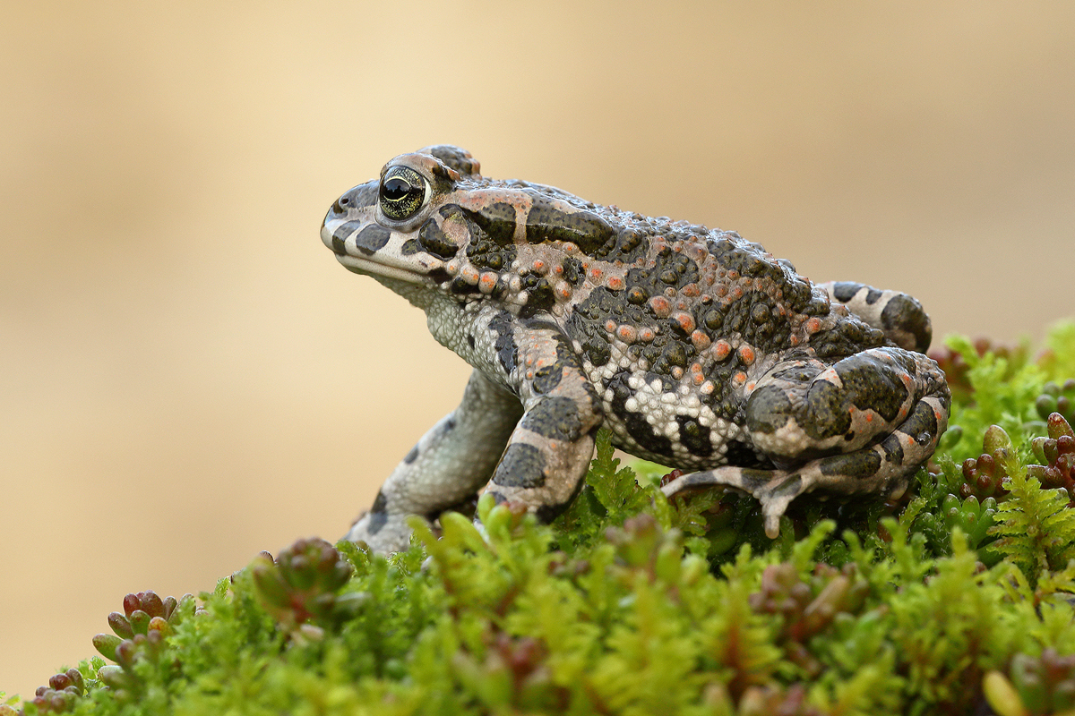  Bufo viridis