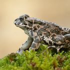  Bufo viridis