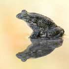 Bufo viridis