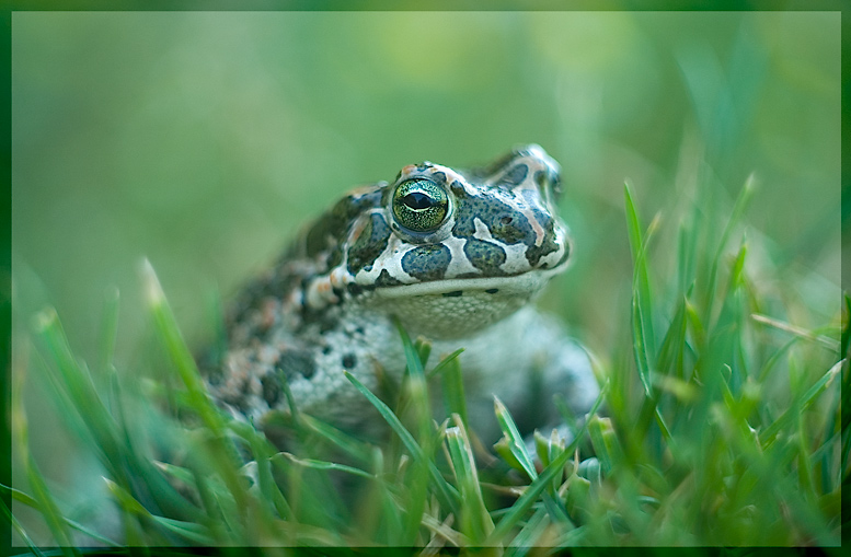 bufo viridis