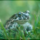 bufo viridis