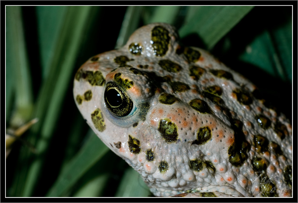 Bufo Viridis - Rospo Smeraldino