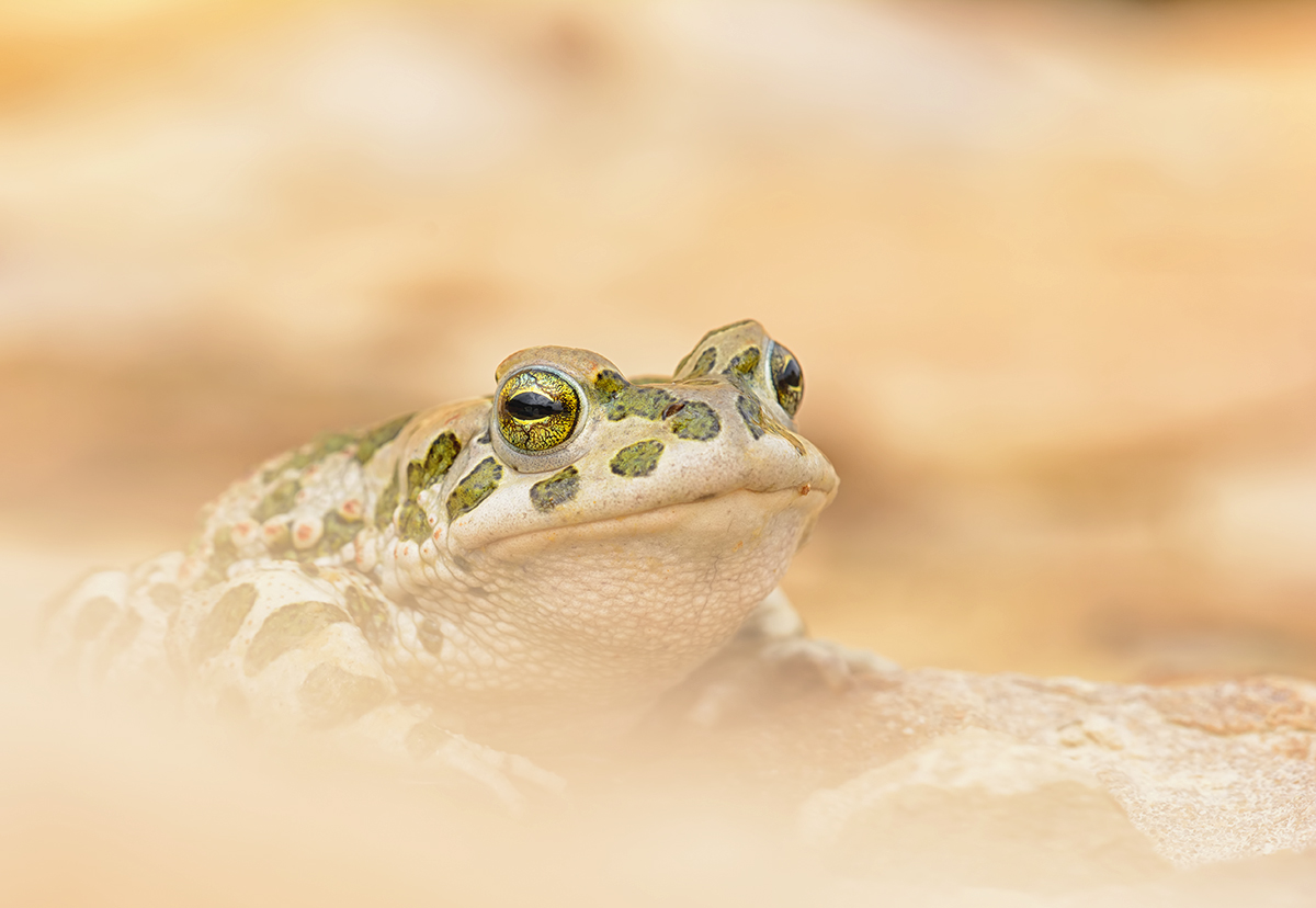 Bufo viridis - Wechselkröte