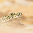 Bufo viridis - Wechselkröte