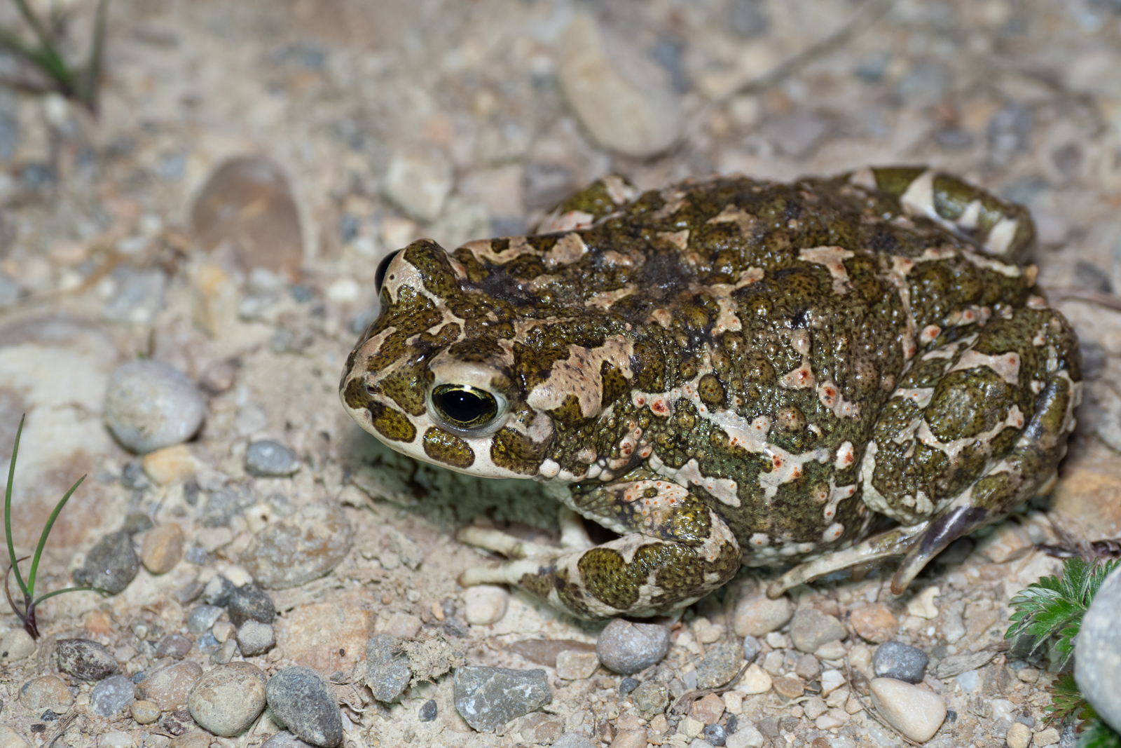 Bufotes viridis