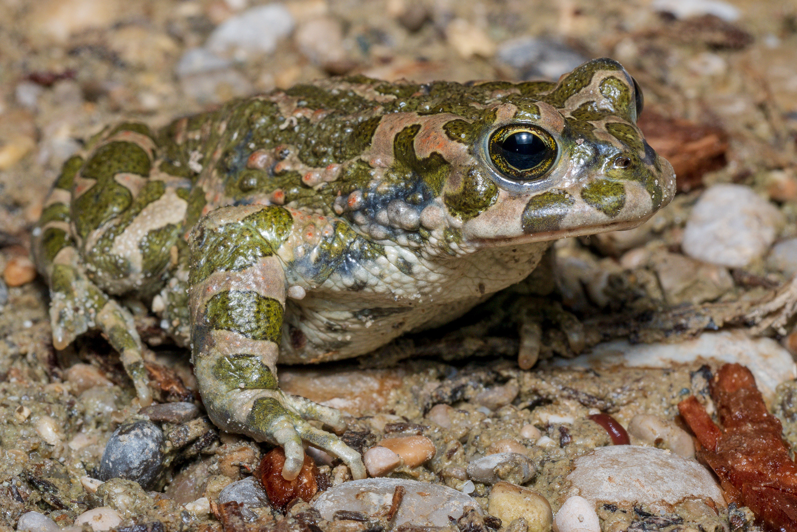 Bufotes viridis